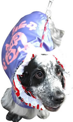 �Z���s�[�h�b�O